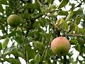 Apples, orchard, Sissinghurst Castle gardens P1120748